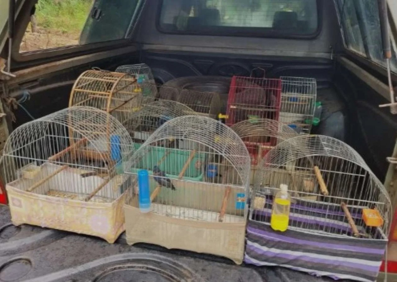 Polícia Ambiental resgata 10 pássaros silvestres em Sananduva