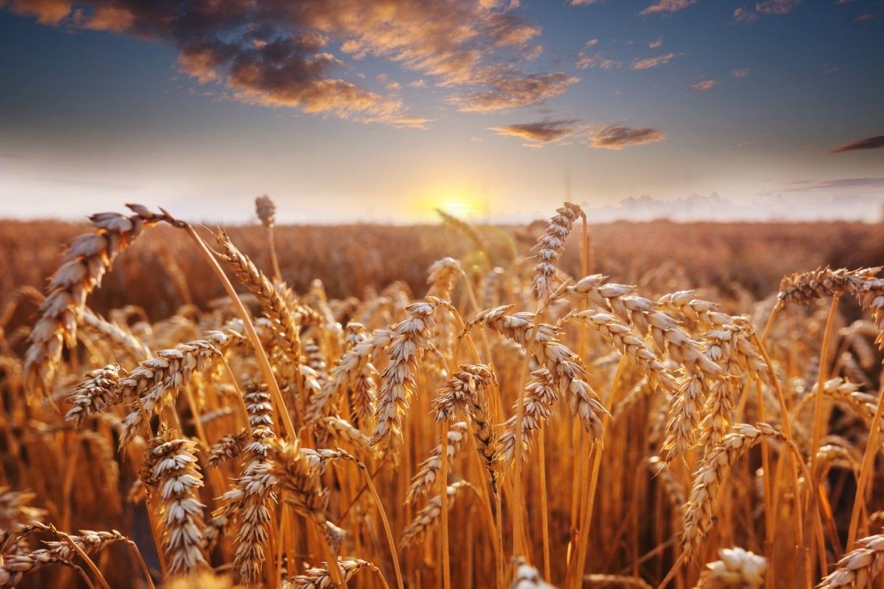 Cotações Agrícolas