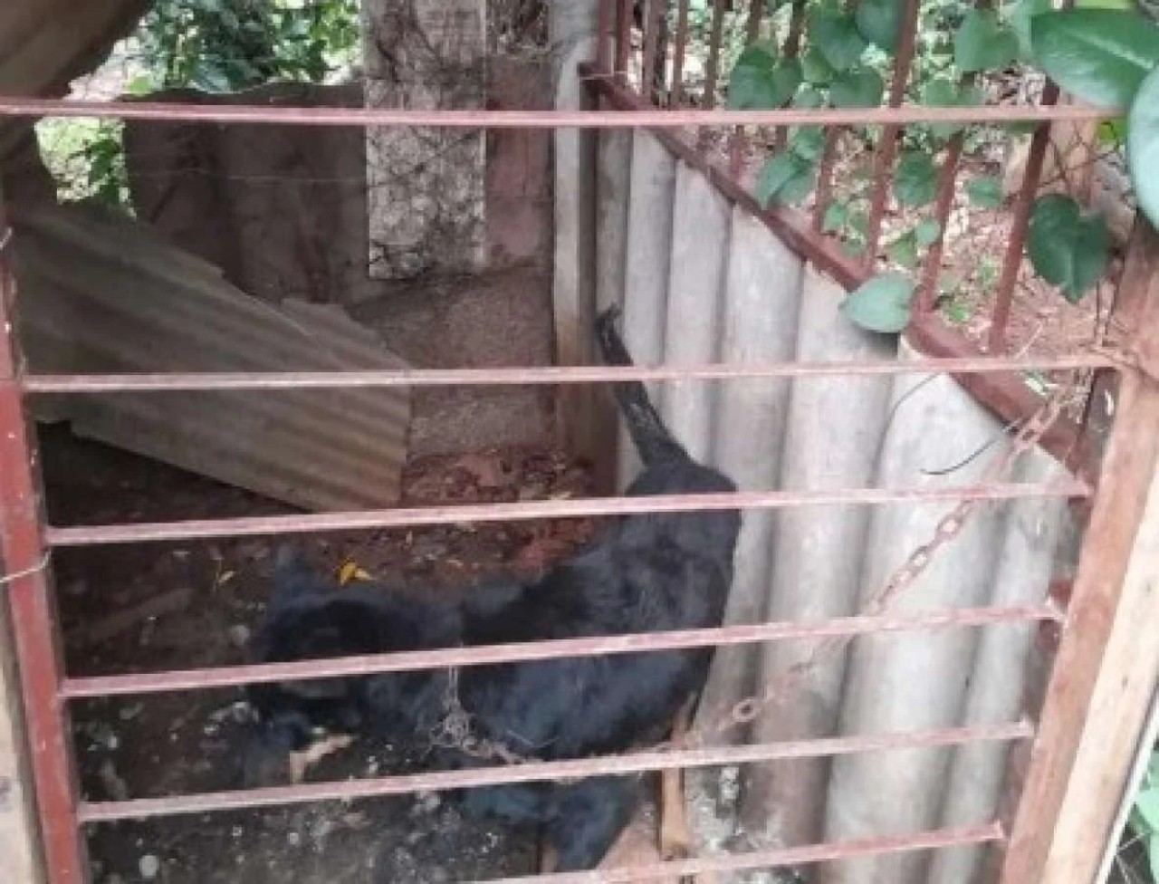 Em Sananduva, polícia resgata cachorro em situação de maus tratos